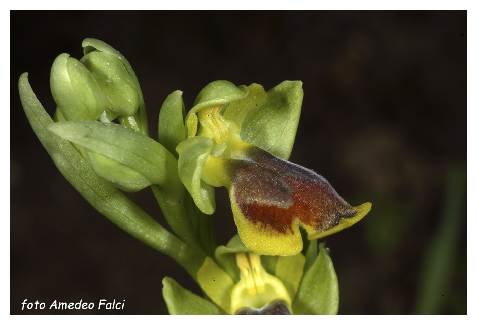 Ophrys archimedea